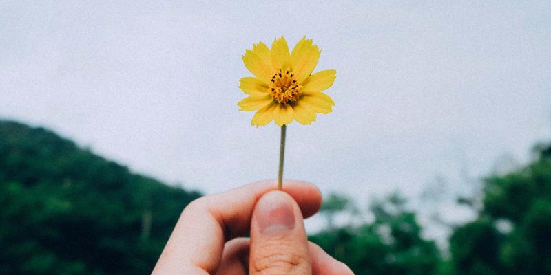 Person holding flower